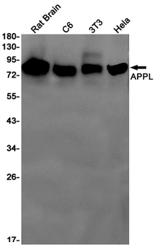 APPL Rabbit mAb Antibody