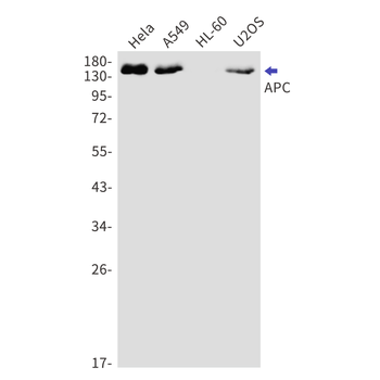 APC Rabbit mAb Antibody