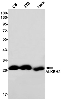 ALKBH2 Rabbit mAb Antibody