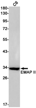 EMAP II Rabbit mAb Antibody