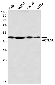ACTL6A Rabbit mAb Antibody