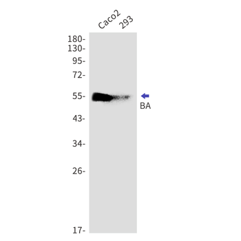 BAT5 Rabbit mAb Antibody
