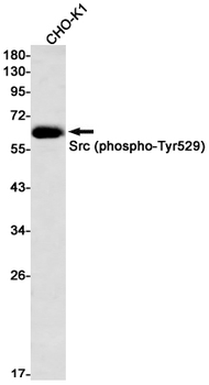 Src (Phospho-Tyr530) Rabbit mAb Antibody
