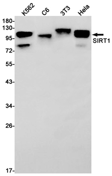 SIRT1 Rabbit mAb