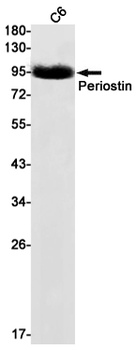 Periostin Rabbit mAb Antibody