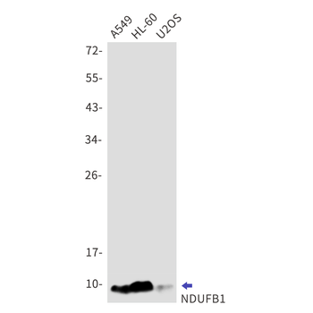 NDUFB1 Rabbit mAb