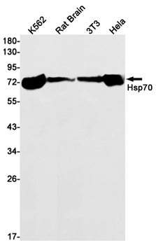 Hsp70 1B Rabbit mAb Antibody