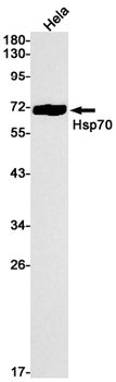 Hsp70 1A Rabbit mAb Antibody