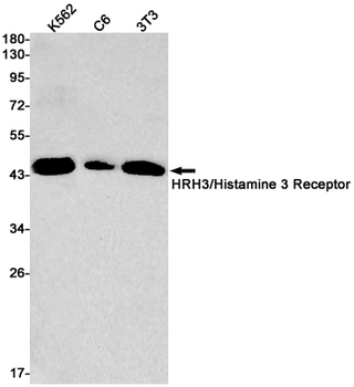 HRH3 Rabbit mAb Antibody