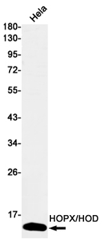 HOPX Rabbit mAb Antibody