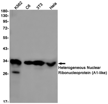 HNRNPA1L2 Rabbit mAb Antibody