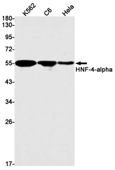 HNF 4 alpha Rabbit mAb Antibody