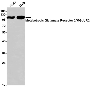 Metabotropic Glutamate Receptor 2 Rabbit mAb Antibody