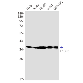 FKBP6 Rabbit Monoclonal Antibody
