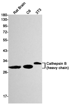 Cathepsin B Rabbit mAb Antibody