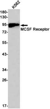 MCSF Receptor Rabbit Monoclonal Antibody
