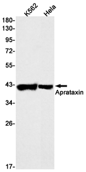 Aprataxin Rabbit Monoclonal Antibody