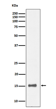 IL13 Rabbit mAb Antibody