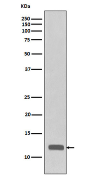 CCL23 / MIP3 Rabbit mAb Antibody