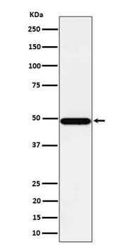 Tbp7 Rabbit Monoclonal Antibody