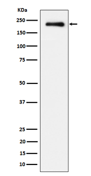 EGFR (Phospho-Tyr845) Rabbit mAb