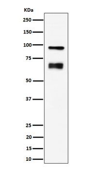 TAGAP Rabbit mAb Antibody