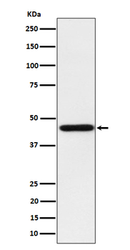Homer1 Rabbit Monoclonal Antibody