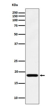 EMC4 Rabbit mAb Antibody