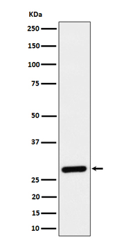CLIC4 Rabbit mAb [KD Validated]