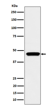 MK3 Rabbit mAb Antibody