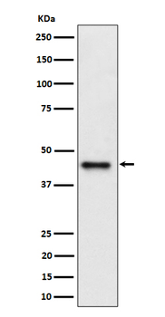 DAZAP1 Rabbit mAb Antibody