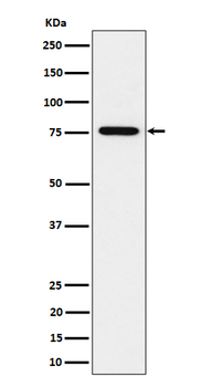 BRAT1 Rabbit mAb Antibody