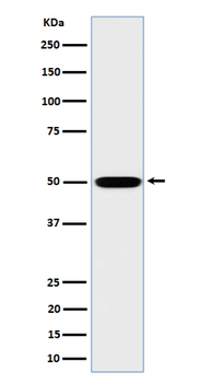 MST4 Rabbit Monoclonal Antibody