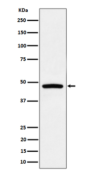 PREB Rabbit Monoclonal Antibody