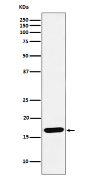 SFT Rabbit Monoclonal Antibody