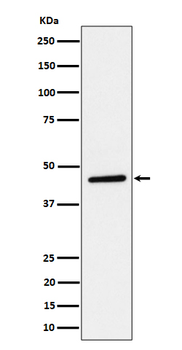 TAPP1 Rabbit mAb Antibody