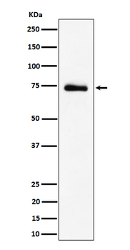 RAVER2 Rabbit mAb Antibody