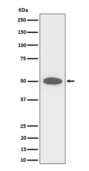 CEP43 Rabbit mAb Antibody