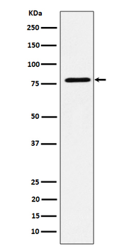 EXOC3 Rabbit mAb