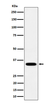 PPCS Rabbit Monoclonal Antibody