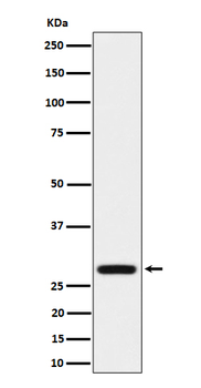 PEF1 Rabbit Monoclonal Antibody