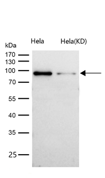 AKAP 95 Rabbit mAb [KD Validated] Antibody