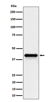 Wnt16 Rabbit Monoclonal Antibody