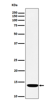 FDX1 / ADX Rabbit mAb Antibody