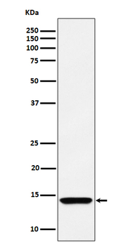 HINT1 Rabbit mAb Antibody