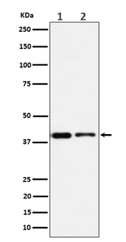 SLP2 Rabbit Monoclonal Antibody