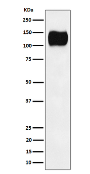 ICAM3/CD50 Rabbit Monoclonal Antibody