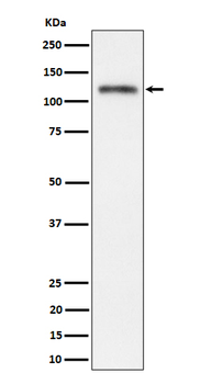 Semaphorin 4D/CD100 Rabbit Monoclonal Antibody