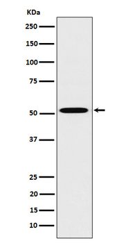 HNF-4-alpha Rabbit mAb Antibody