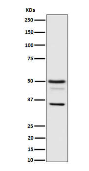 Bag1 Rabbit mAb [KD Validated]